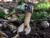 Kleine stinkzwam [Mutinus caninus]